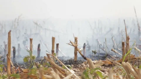 Fire In The Cornfield After Harvest Stock Footage 95952740