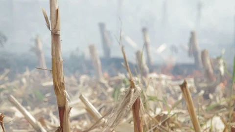 Fire In The Cornfield After Harvest Stock Footage 95952905