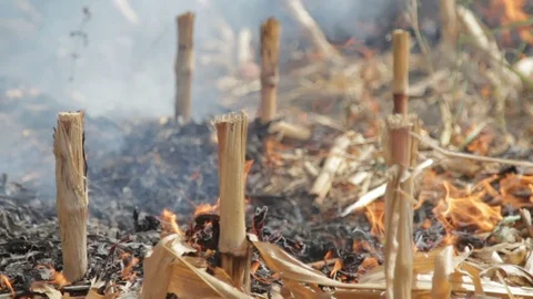 Fire In The Cornfield After Harvest Stock-Footage 95952937