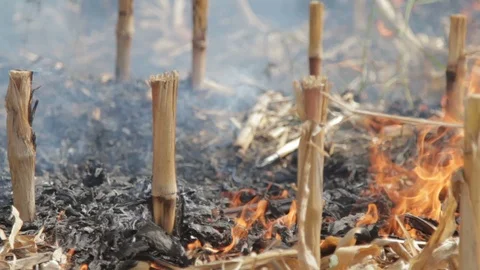 Fire In The Cornfield After Harvest Stock Footage 95952948