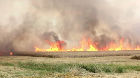 Fire on a cornfield Stock Footage 48953739