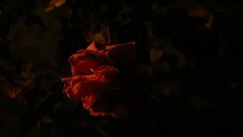 Fire crackling on rose Stock Footage 86216106