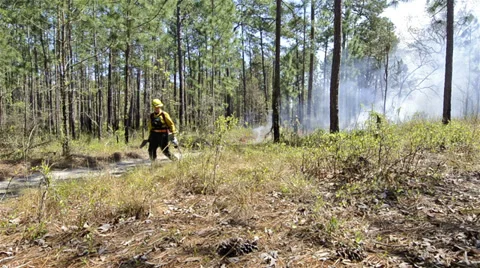 A fire crew member lighting a prescribed fire with a drip torch in Moody Forest 库存影片 34456512