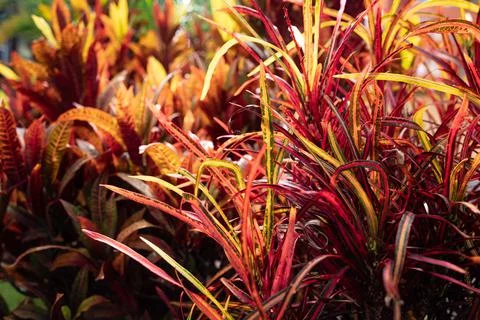 Fire croton or codiaeum variegatum foliage. Narrow leaves of Zanzibar croton Stock Photos