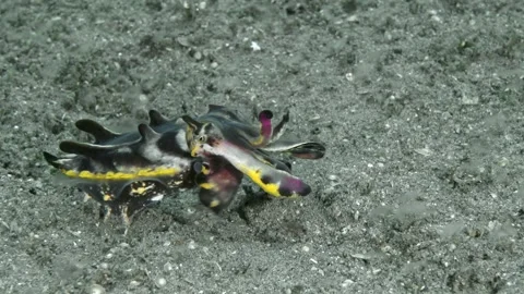 Fire cuttlefish Stock Footage 341298277