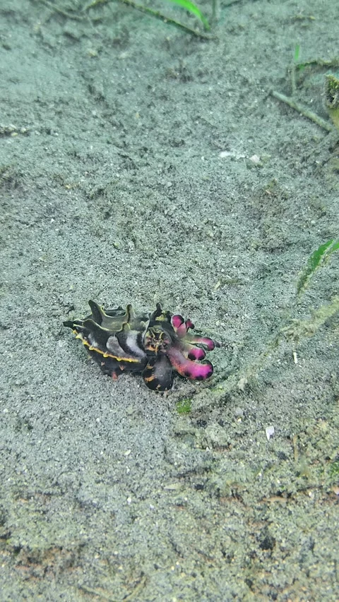 Fire cuttlefish on the sand Stock Footage 339255871