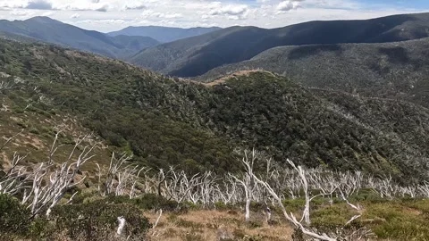 Fire-Damaged Dead Forest on the Razorback Trail, Alpine National Park - Gho.. Stock Footage 312064387