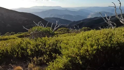 Fire-Damaged Dead Forest on the Razorback Trail, Alpine National Park - Gho.. Stock Footage 312064392