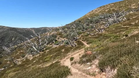 Fire-Damaged Dead Forest on the Razorback Trail, Alpine National Park - Gho.. Stock Footage 312064400