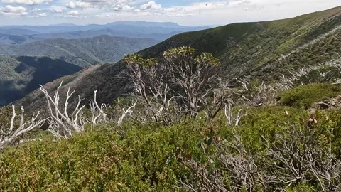 Fire-Damaged Dead Forest on the Razorback Trail, Alpine National Park - Gho.. Stock Footage 312064413