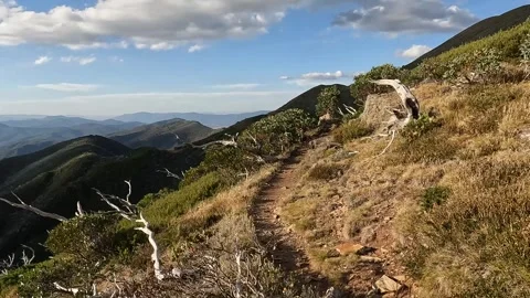 Fire-Damaged Dead Forest on the Razorback Trail, Alpine National Park - Gho.. Stock Footage 312064430