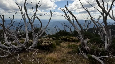 Fire-Damaged Dead Forest on the Razorback Trail, Alpine National Park - Gho.. Stock Footage 312064440