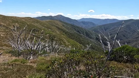 Fire-Damaged Dead Forest on the Razorback Trail, Alpine National Park - Gho.. Stock Footage 312064462