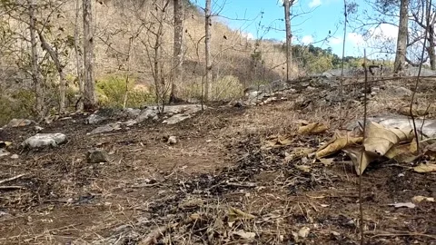 Fire-Damaged Forest Slopes Vídeo Stock 341797597
