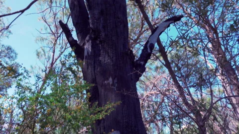 Fire damaged gum tree - Pan up from wildflower to backlit overhead branches Stock-Footage 140626122