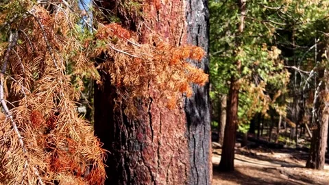 Fire Damaged Sequoia Tree Bark in Sierra Nevada Forest California Stock Footage 332611858