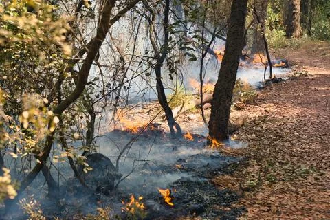 Fire dances through dry forest underbrush, casting smoke into the air Stock Photos