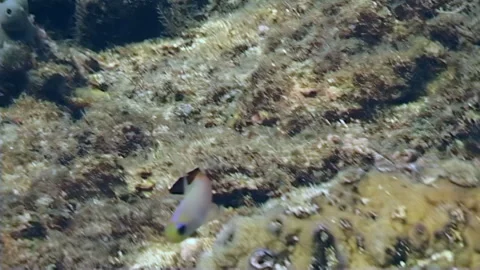Fire Dartfish Dances Among Corals in Raja Ampat, Indonesia Stock Footage 344786105