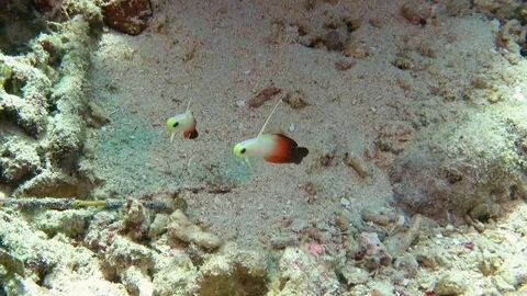 Fire Dartfish, nemateleotris magnifica, synchronized swimming above corals, Bali Stock Footage 80664827
