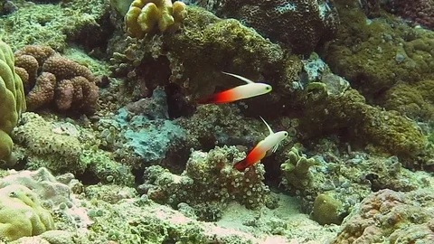 Fire dartfish, nemateleotris magnifica, synchronized swimming above corals, Bali Stock Footage 80664836