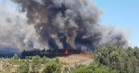 Fire At The  Day In Pinewood Stock Footage 136046959