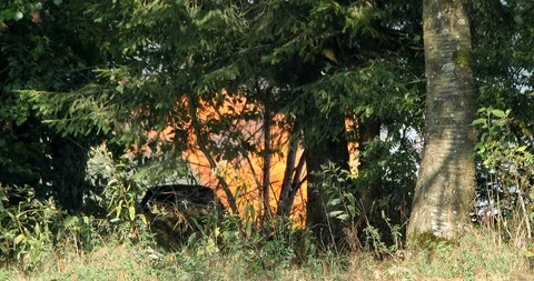 Fire in the deciduous forest - 4K/HD stock video Stock Footage 95398022