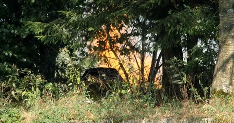 Fire in the deciduous forest - 4K/HD stock video Stock Footage 95398028