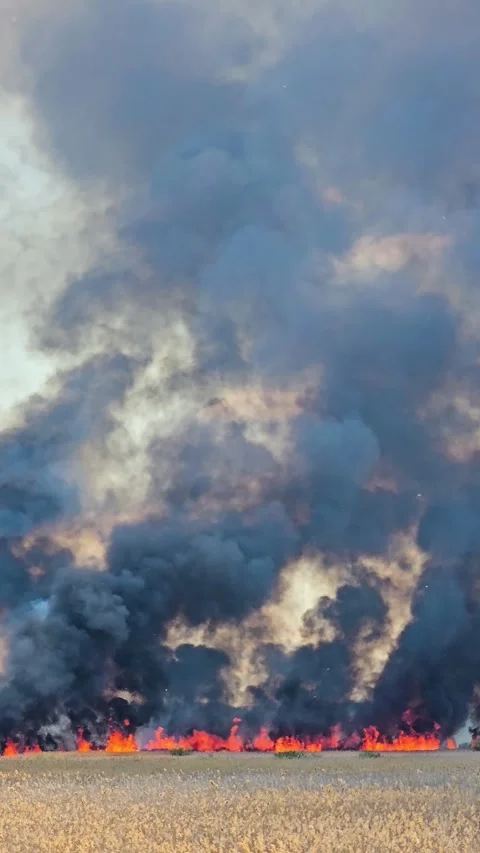 Fire is destroying nature. Climate emergency. Natural disaster. Grass is burning Stock Footage 311518449