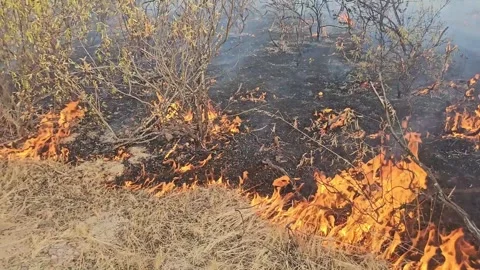 A fire destroys the grass Stock Footage 330925564