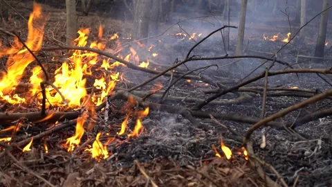 Fire Destroys Trees and Forest Animal Stock-Footage 330959002
