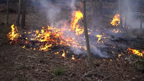 Fire Destroys Trees and Forest Animal Stock Footage 330960362