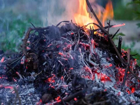 The fire devours the dry twigs of the tree Stock Photos