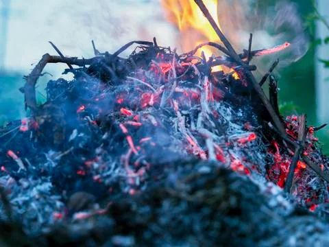 The fire devours the dry twigs of the tree Stock Photos