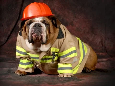Fire dog Stock Photos
