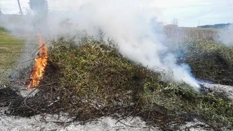 Fire Of Dried Branches Foto stock