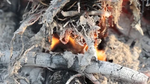 Fire from dry branches Stock Footage 80343293