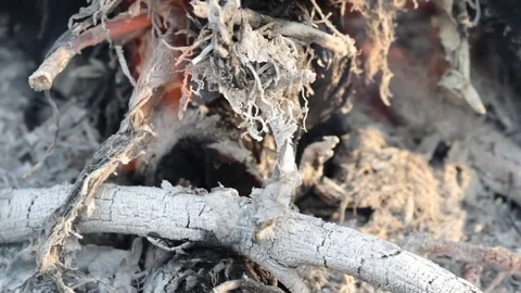Fire from dry branches Video stock 80923177
