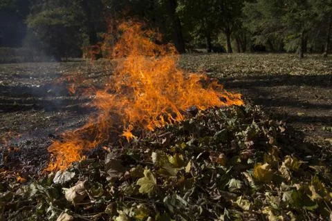 Fire Of Dry Foliage Фото