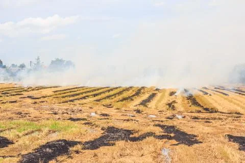 Fire on dry grass and trees inflated by a strong wind Foto stock
