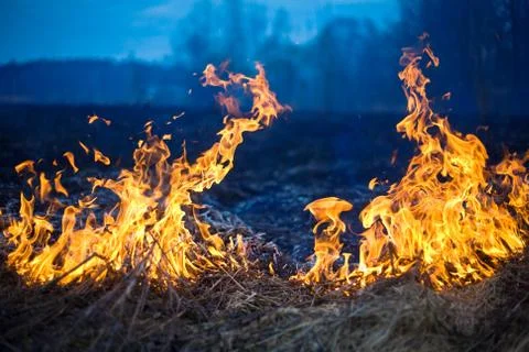 Fire on dry grass and trees Stock Photos