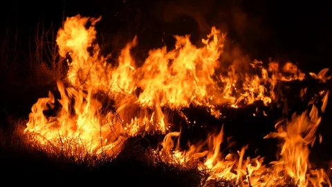 Fire, dry grass burns. Stock Footage 106681270