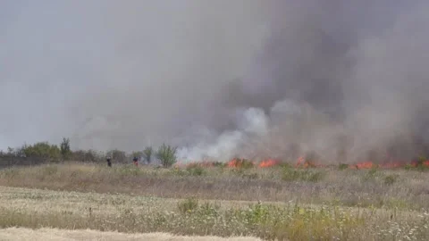 Fire of dry grass in the field. environmental warming. the heat is gone. 스톡 동영상 201993894