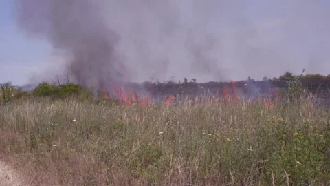 Fire of dry grass in the field. environmental warming. the heat is gone. 스톡 동영상 201993911
