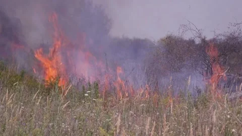 Fire of dry grass in the field. environmental warming. the heat is gone. 스톡 동영상 201993921