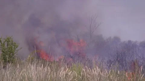 Fire of dry grass in the field. environmental warming. the heat is gone. 스톡 동영상 201993940