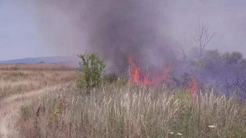 Fire of dry grass in the field. environmental warming. the heat is gone. 스톡 동영상 201993945