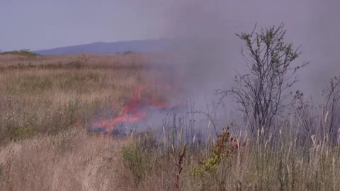 Fire of dry grass in the field. environmental warming. the heat is gone. 스톡 동영상 201993965