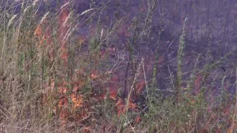 Fire of dry grass in the field. environmental warming. the heat is gone. 스톡 동영상 201993979