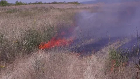 Fire of dry grass in the field. environmental warming. the heat is gone. 스톡 동영상 201994000
