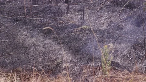 Fire of dry grass in the field. environmental warming. the heat is gone. 스톡 동영상 201994006